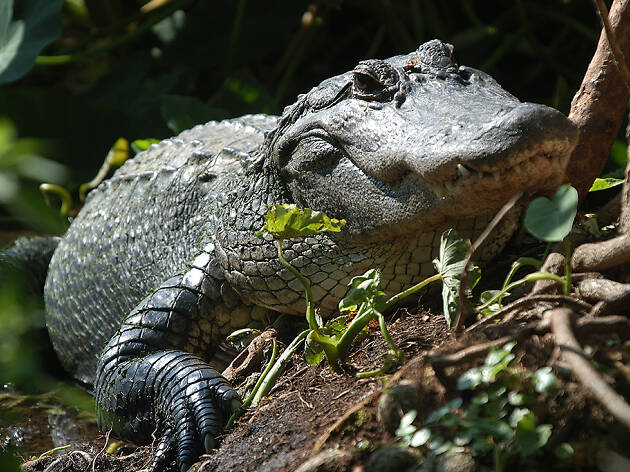 7. Gatorland 7. Gatorland