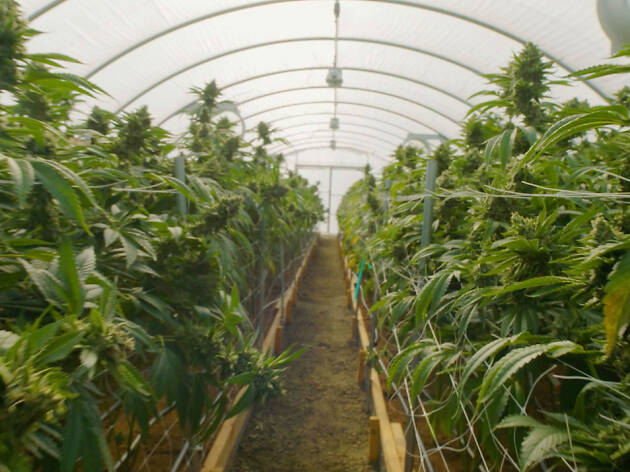 The Legend of 420 The Legend of 420, documental sobre el cannabis en Netflix