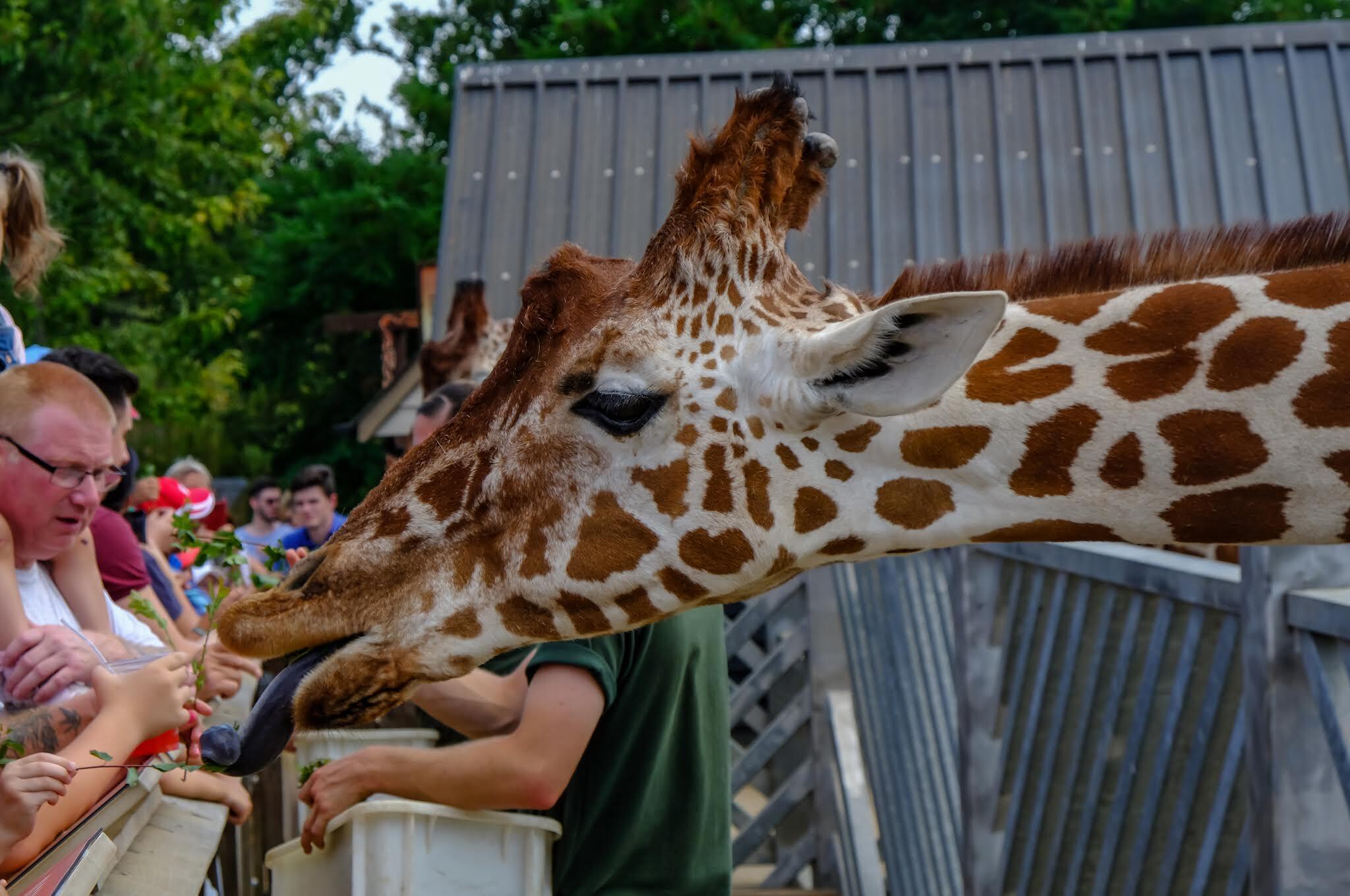 Best Zoos In And Near To London Days Out For Animal Lovers