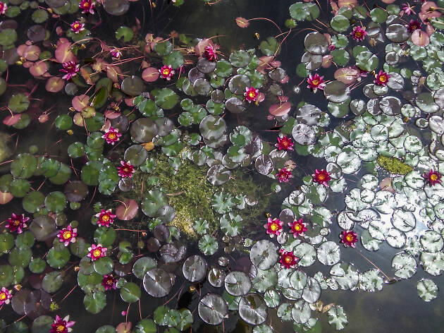 Nenúfars al Jardins Jacint Verdaguer Nenúfars al Jardins Jacint Verdaguer