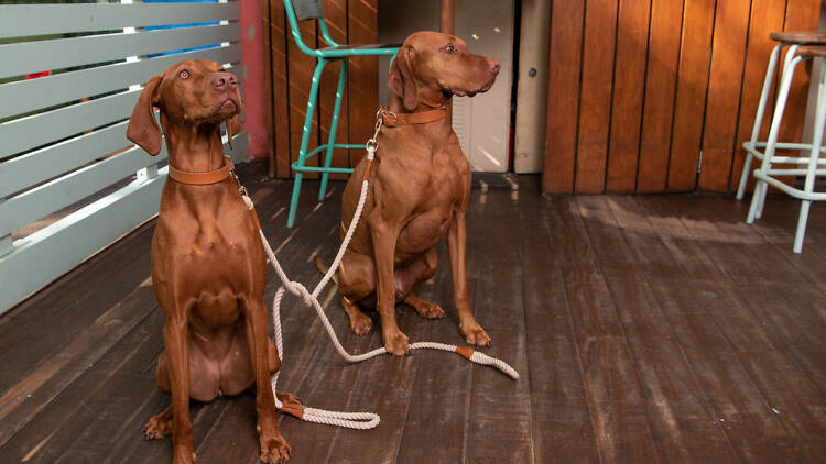 Two brown hounds sitting on floorboards.