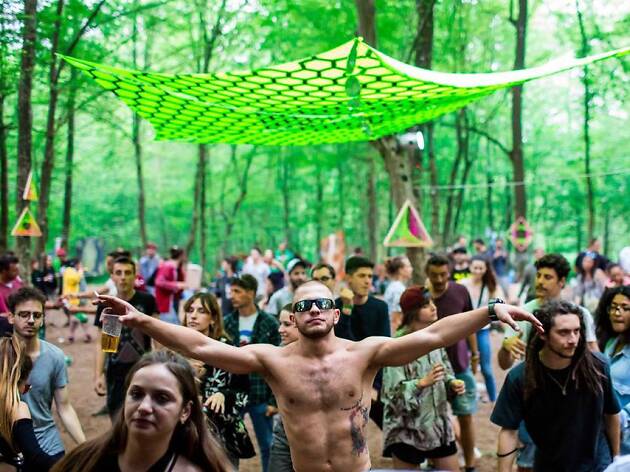 Forestation Festival Forestation Festival