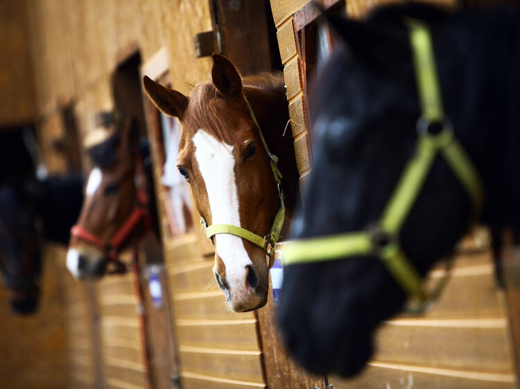 ​Jamaica Bay Riding Academy