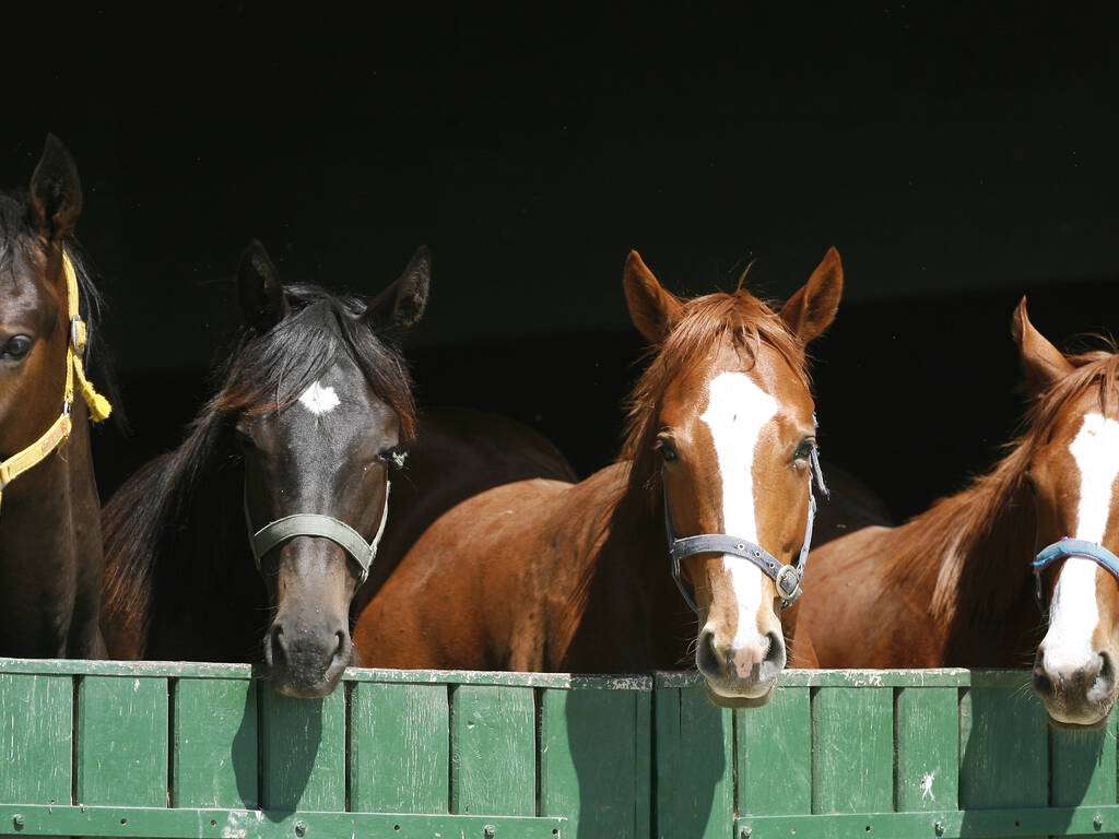 6 Best Spots for Horseback Riding in NYC