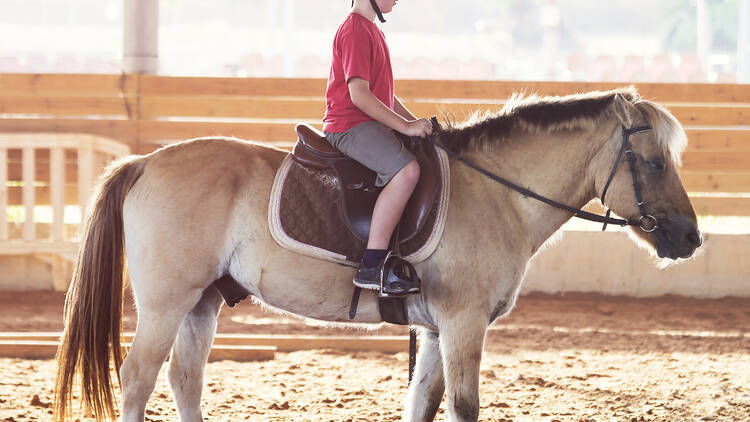 Bronx Equestrian Center