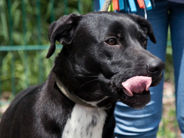 animais de Lisboa sítios para adoptar cães em Lisboa