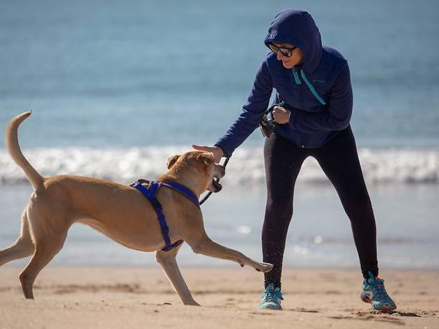 cães para adoptar sítios para adoptar cães em Lisboa