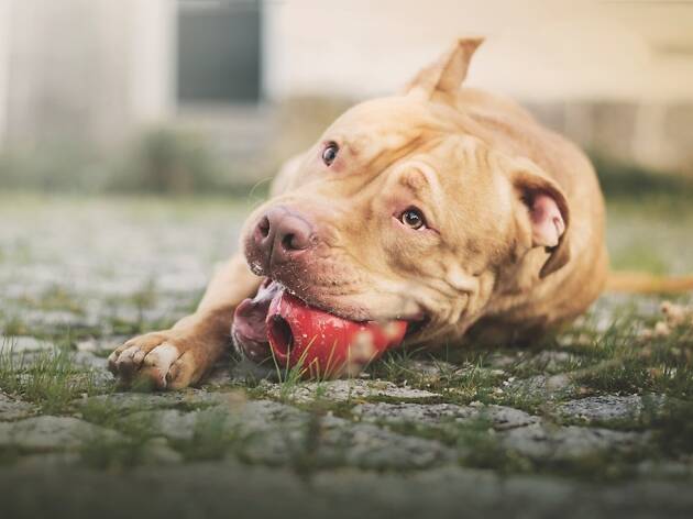 sítio dos animais câmara municipal de sintra