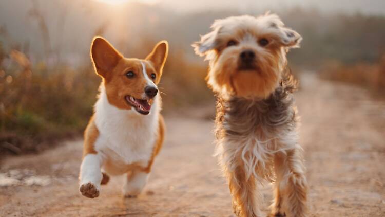 Adopte um animal e ganhe um amigo para a vida