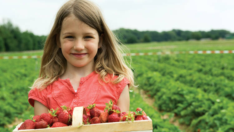 Wickham's Fruit Farm