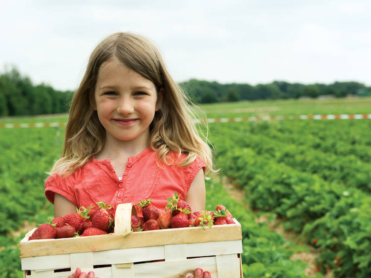6 Best Farms for Strawberry Picking Near NYC