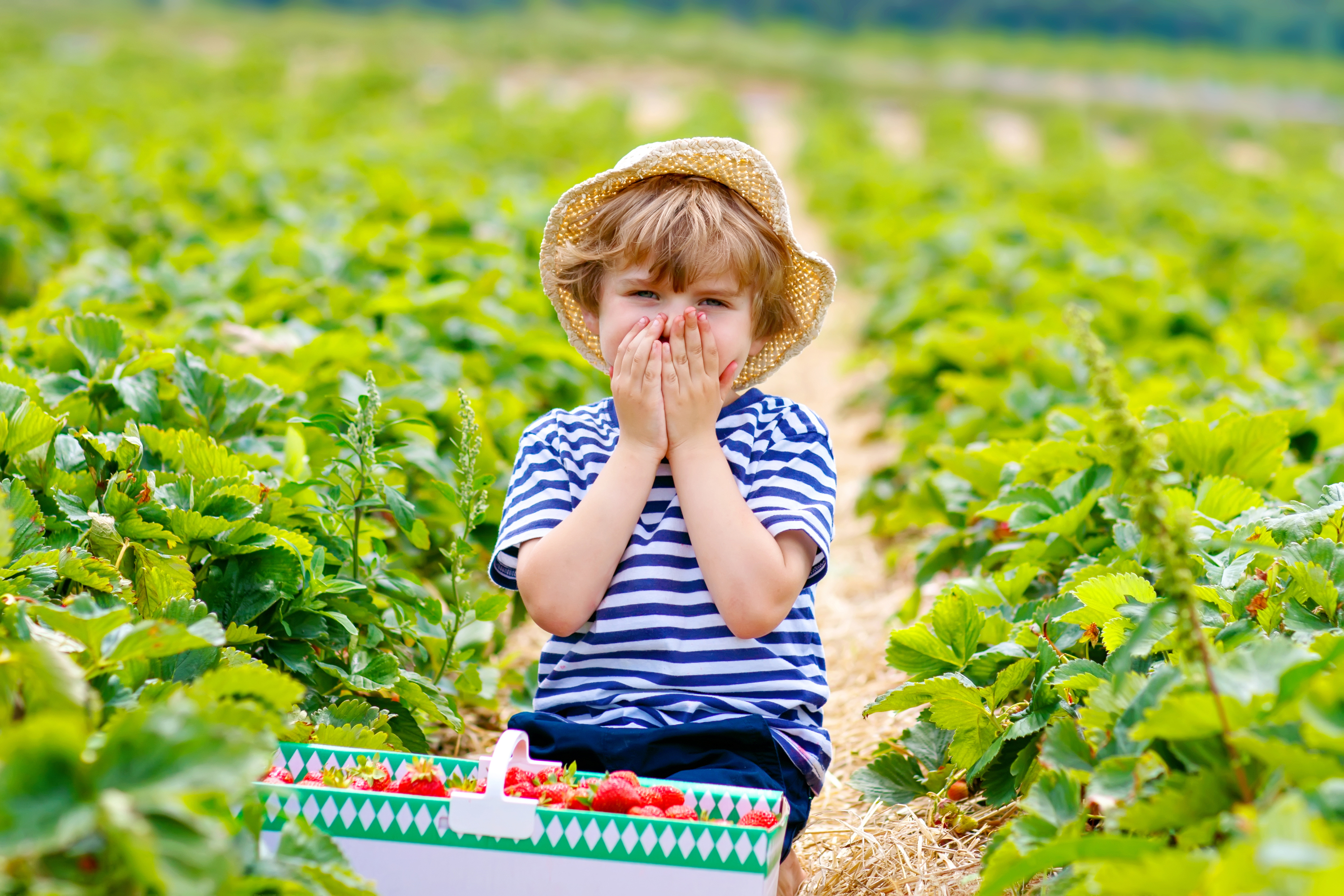 Best Strawberry Picking In New York For Summer 2020 Food Dictionary Best Strawberry Picking In New York For Summer 2020 Food Dictionary