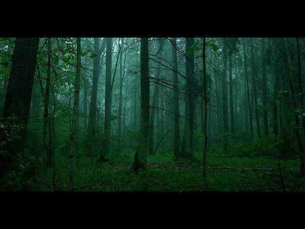 The Ancient Woods The Ancient Woods