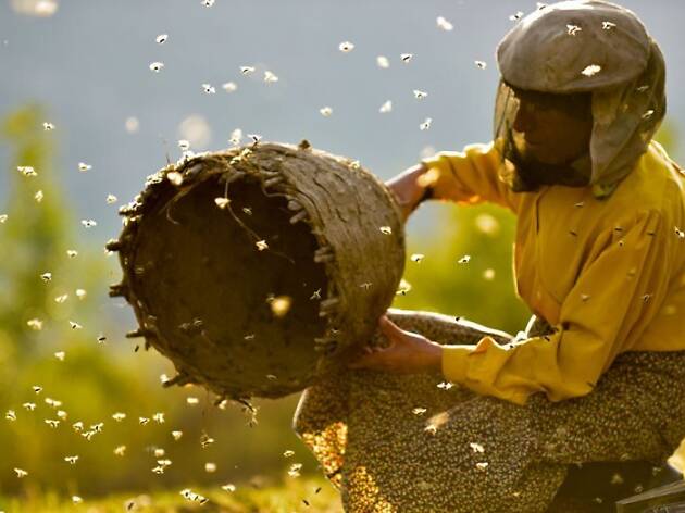 Honeyland Honeyland