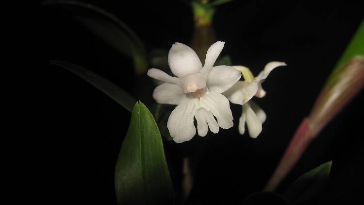 orquídeas