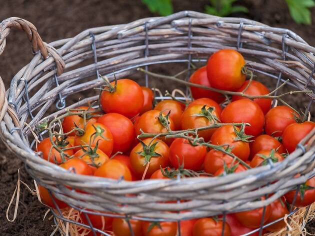 Tomatoes Tomatoes