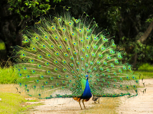 Pavão Pavão
