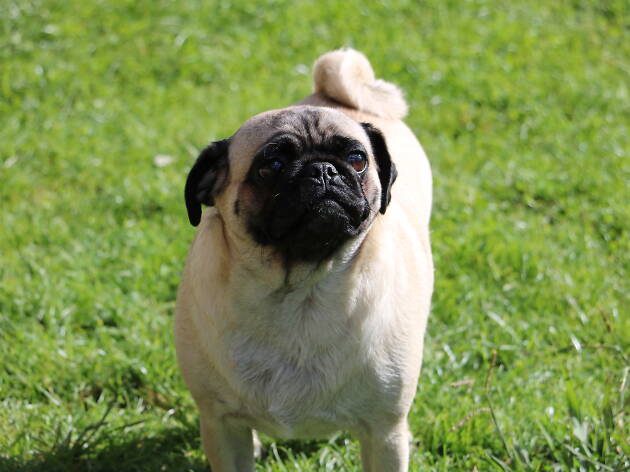 dia do cão no areeiro cães