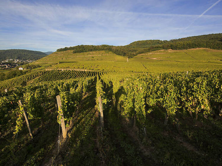 What’s so special about Alsace?