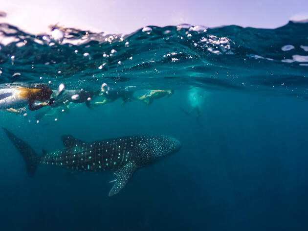 Nadas con tiburones Nadas con tiburones
