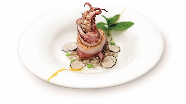 Days of Adriatic squid