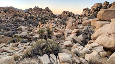 Joshua Tree Joshua Tree