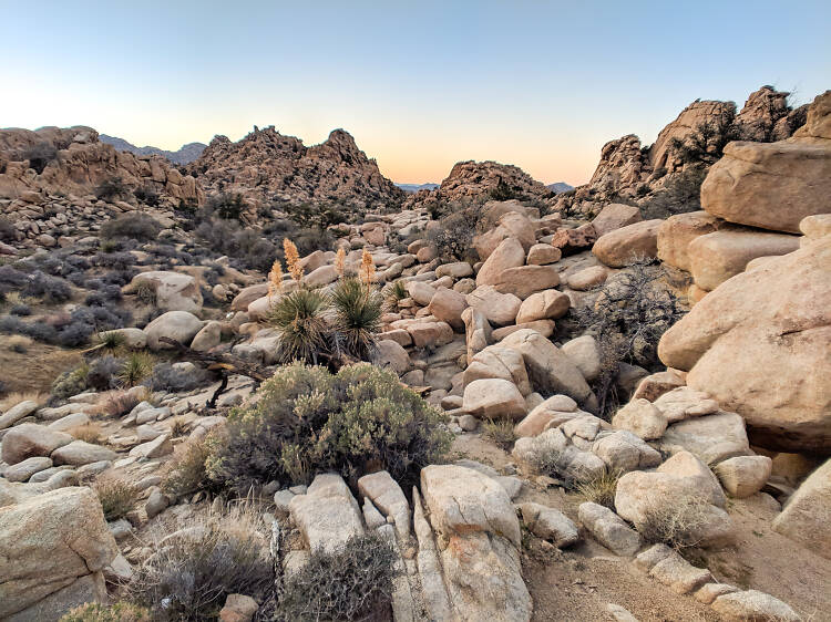 Take a day trip to Joshua Tree