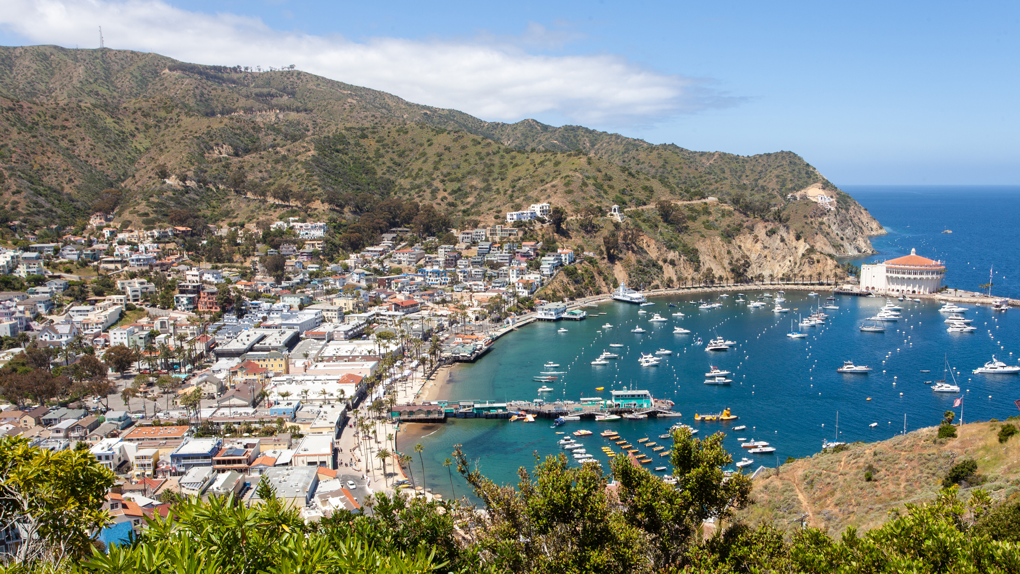 can you take dogs to catalina island