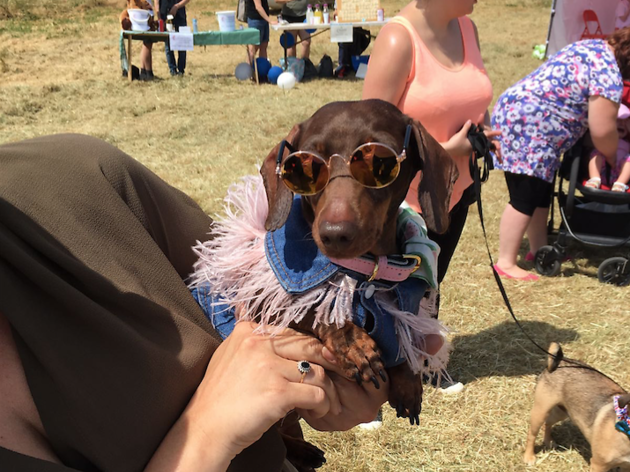 Mudchute Fun Dog Show Mudchute Fun Dog Show