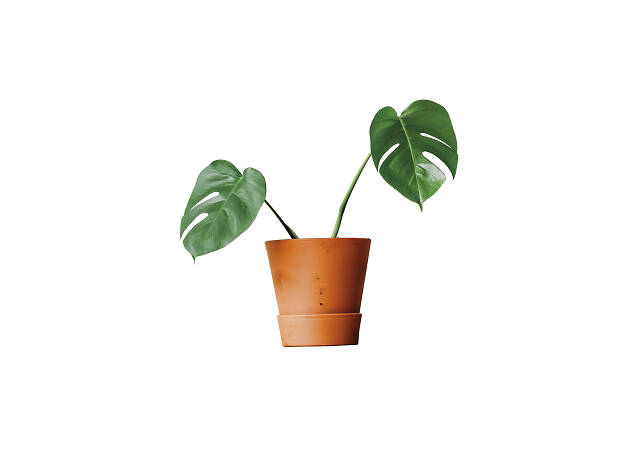 Monstera deliciosa Monstera deliciosa