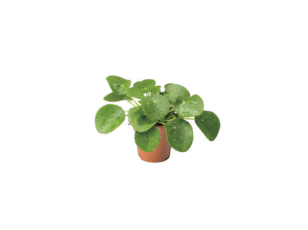 Pilea-peperomioides Pilea-peperomioides