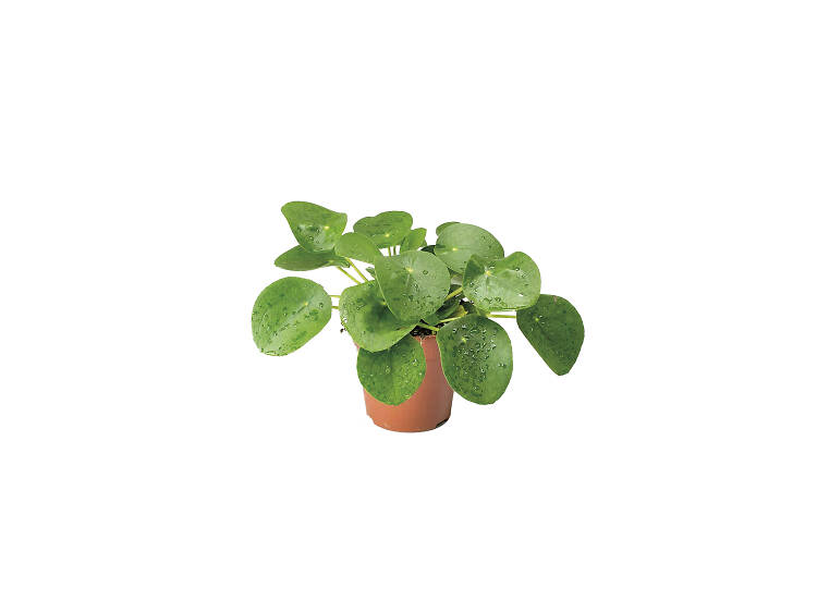 Pilea peperomioides