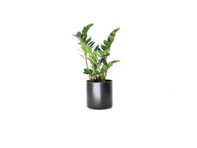 Zamioculcas zamiifolia Zamioculcas zamiifolia