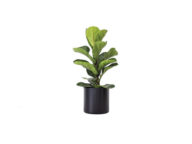 Ficus lyrata Ficus lyrata