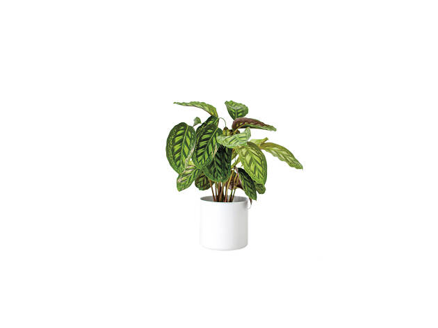 Calatheas Calatheas