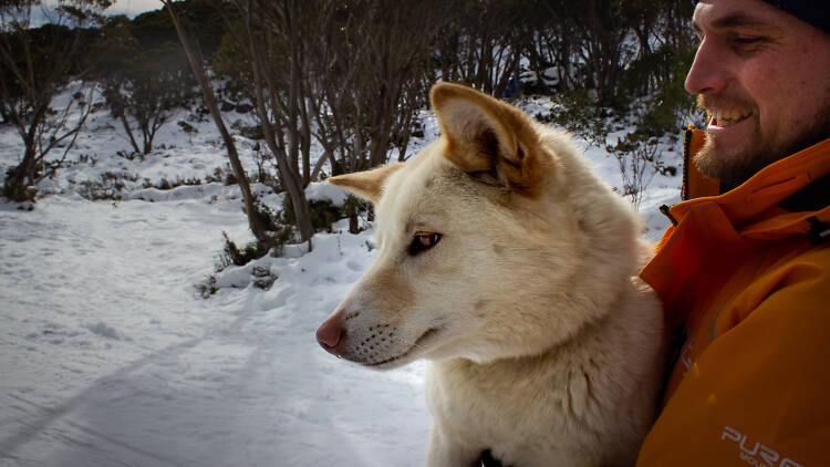 Dingo being held by man at Mt Baw Baw