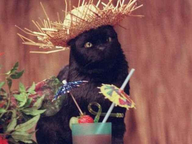 Salem Saberghagen de Sabrina Salem Saberghagen de Sabrina