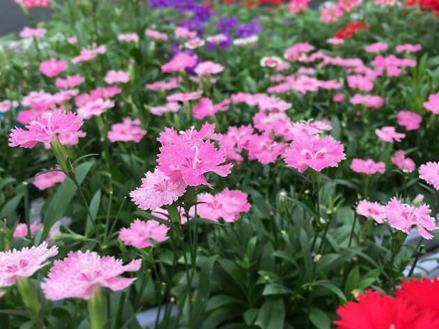 Flowering Flowering