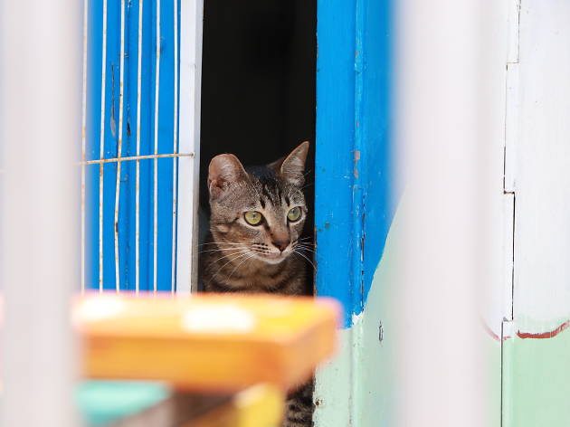 Tai O Cat Tai O