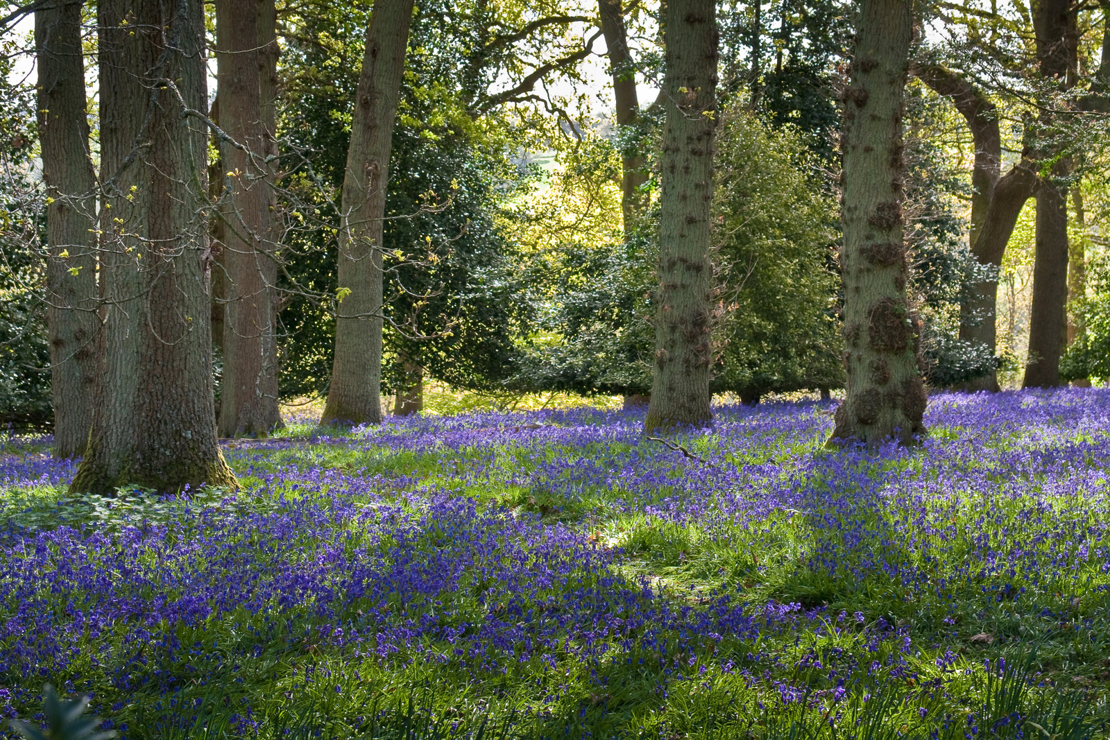 12 Day Trips From London For Flower Lovers