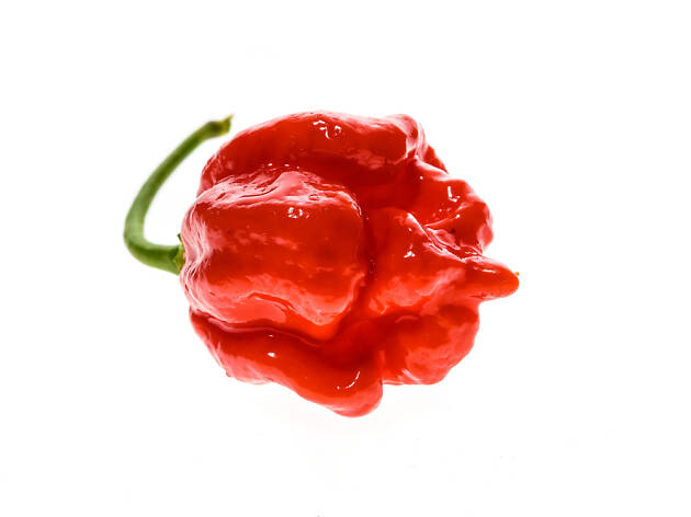 Scorpion Moruga Scorpion Moruga