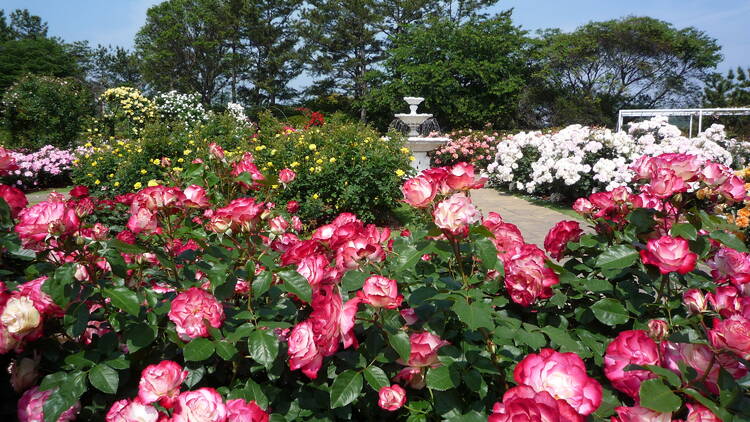 季節の花に囲まれて記念撮影する。