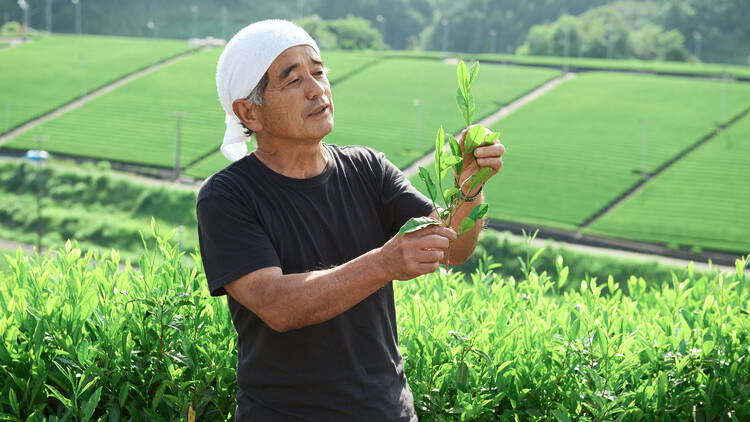 守り継がれた茶草場で茶を摘む。