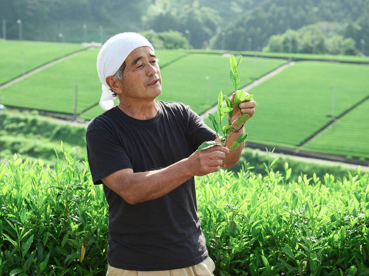 守り継がれた茶草場で茶を摘む。