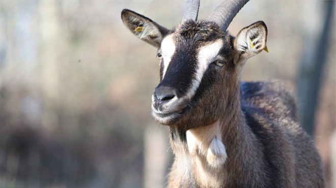 goat barely orange