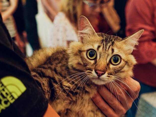 Singapore Cat Festival Singapore Cat Festival