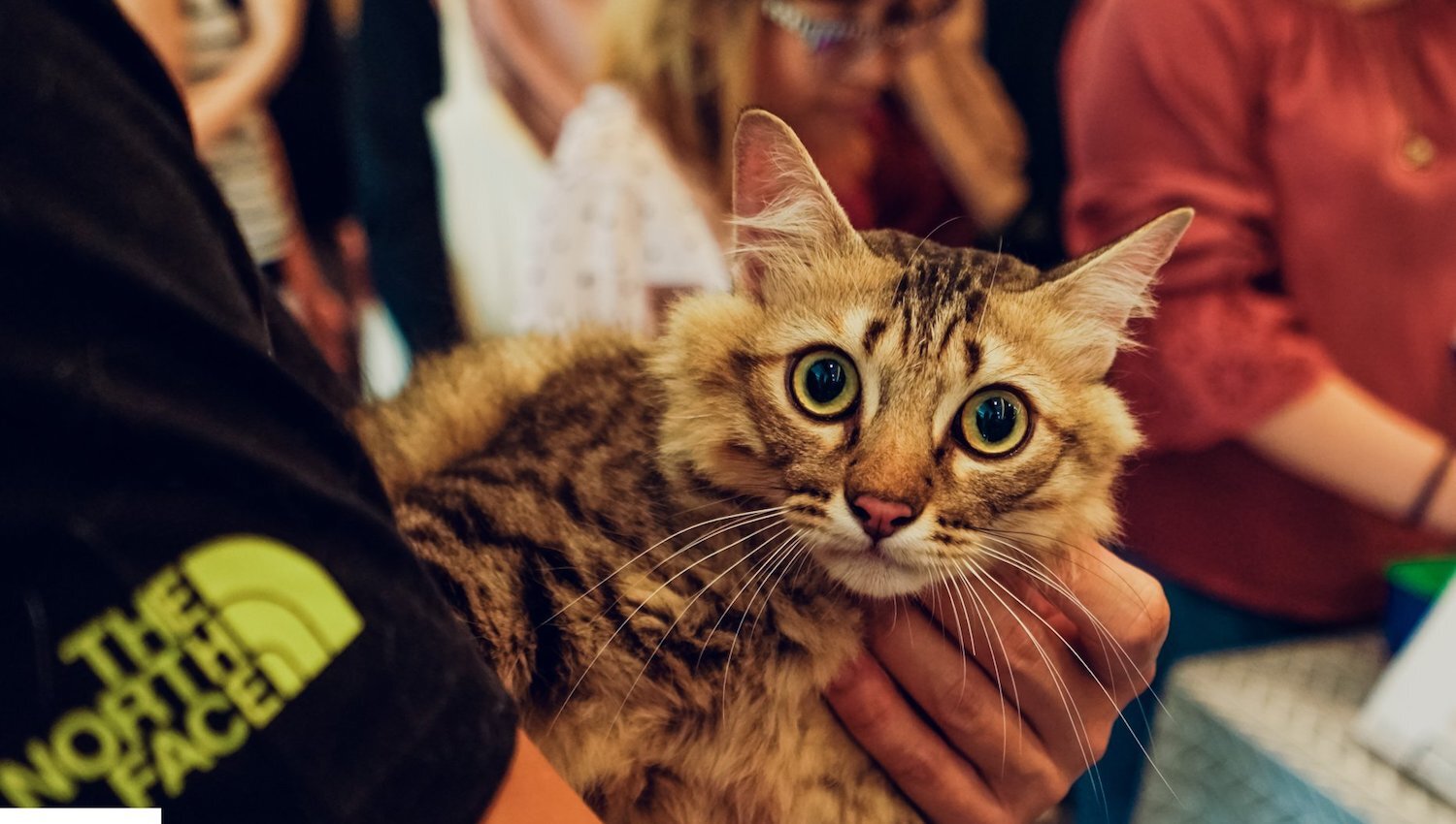 Singapore Cat Festival Things to do in Singapore