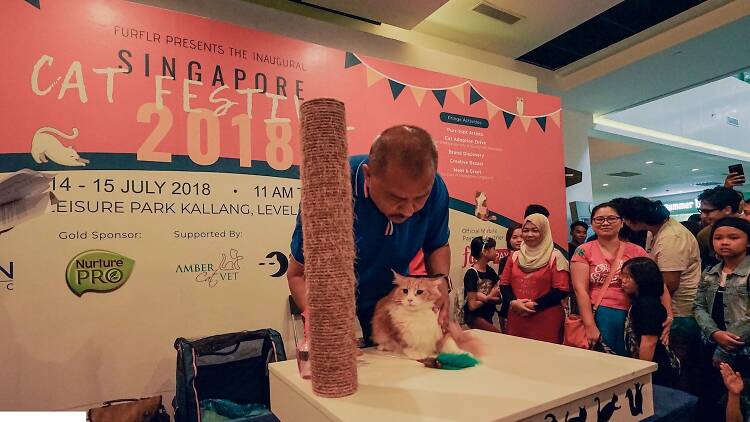 singapore cat festival