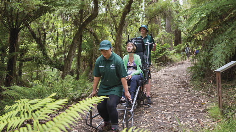 Dandenong Ranges National Park