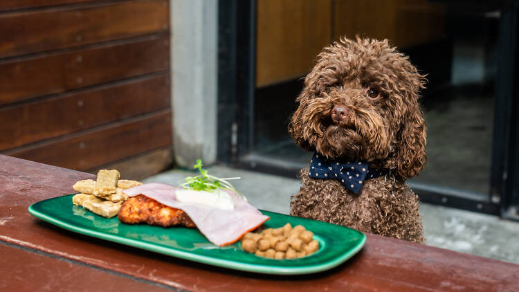 Brown dog sitting at table with a dog-friendly parma